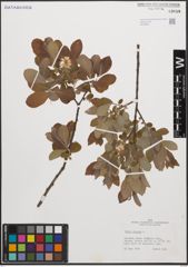 Foto von Salix cinerea L.